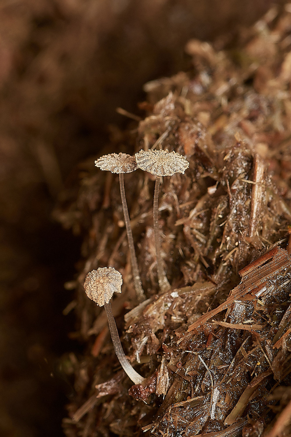UpgateCommonCoprinus161223-1-NEF_DxO_DeepPRIMEXD