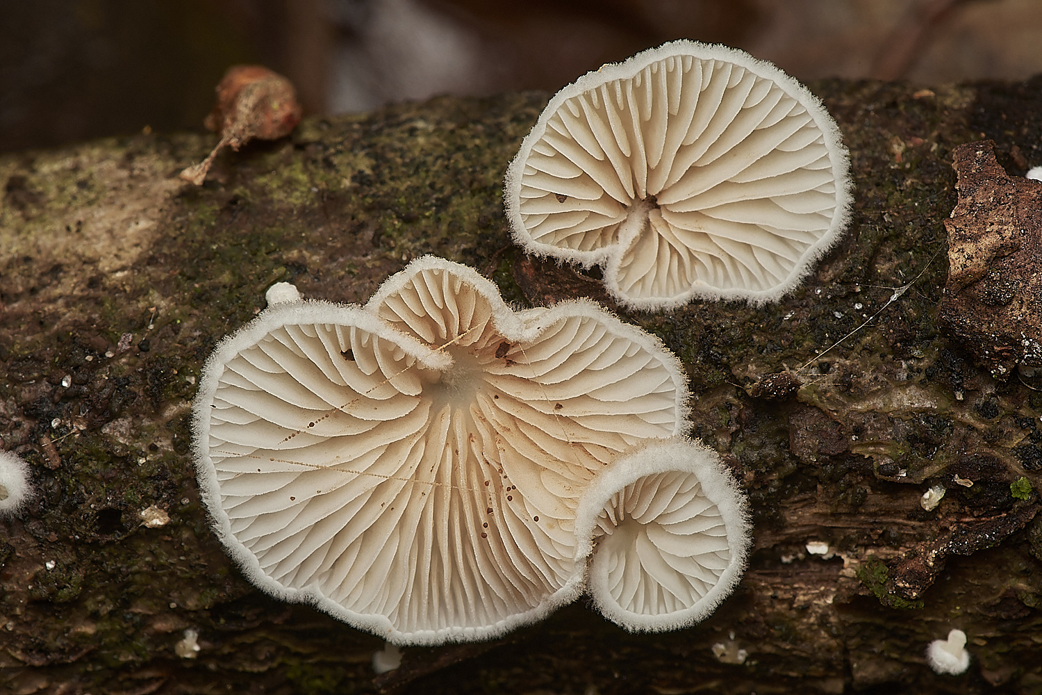 UpgateCommonCrepidotus161223-1-NEF_DxO_DeepPRIMEXD