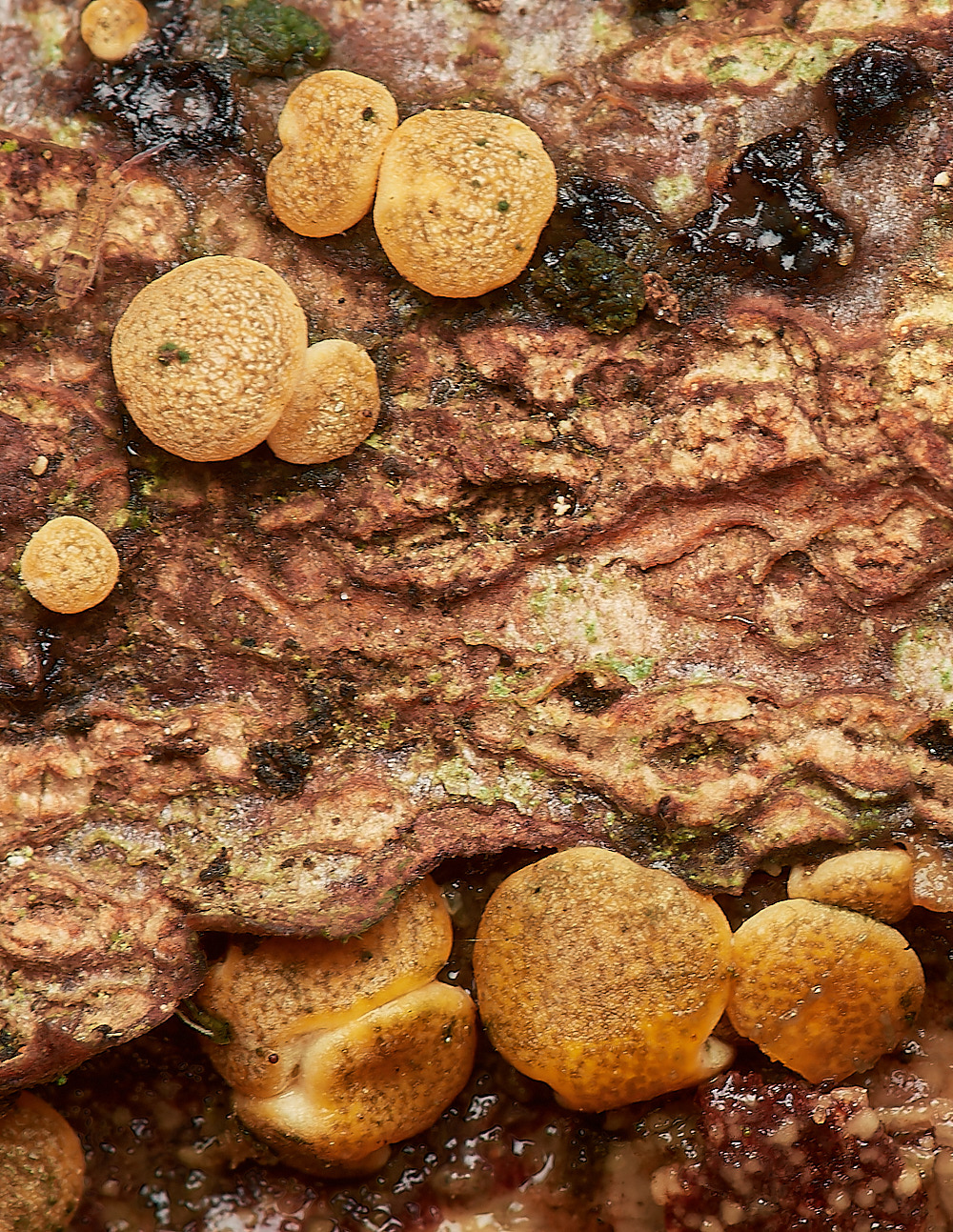 UpgateCommonDacromyces161223-1-NEF_DxO_DeepPRIMEXD