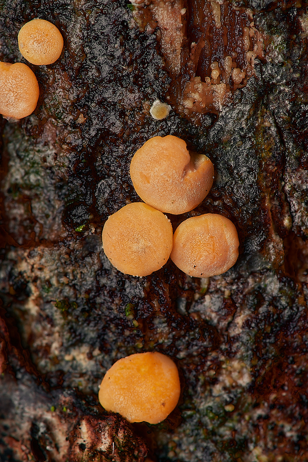 UpgateCommonDacromyces161223-2-NEF_DxO_DeepPRIMEXD