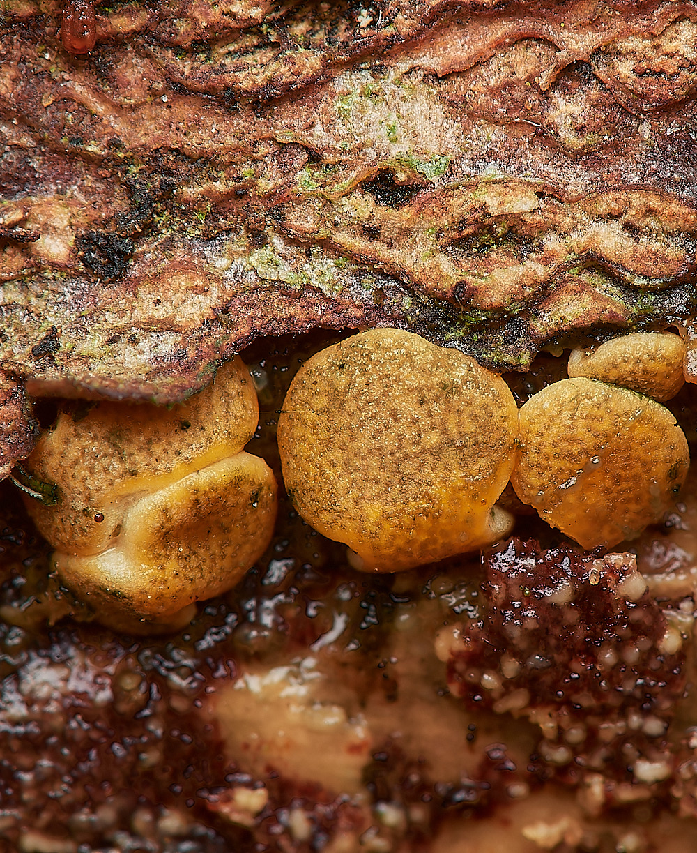 UpgateCommonDacromyces161223-3-NEF_DxO_DeepPRIMEXD