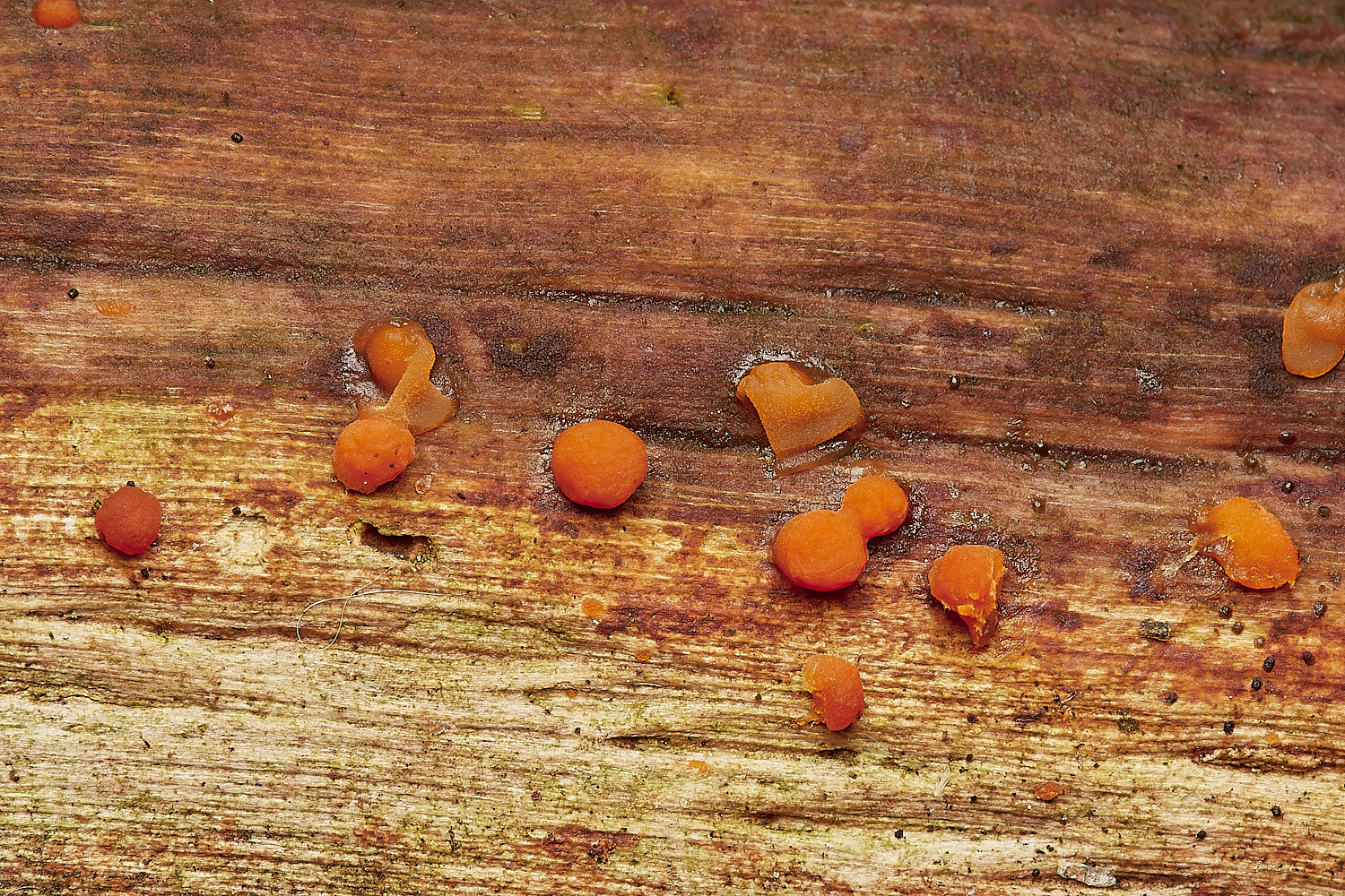 UpgateCommonDacromyces2161223-1-NEF_DxO_DeepPRIMEXD