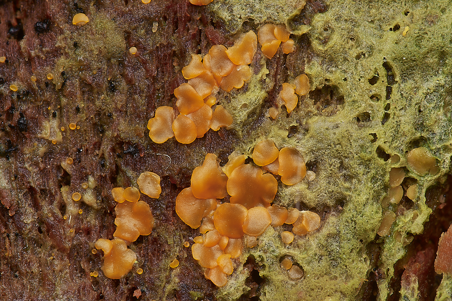 UpgateCommonDacromyces3161223-1-NEF_DxO_DeepPRIMEXD