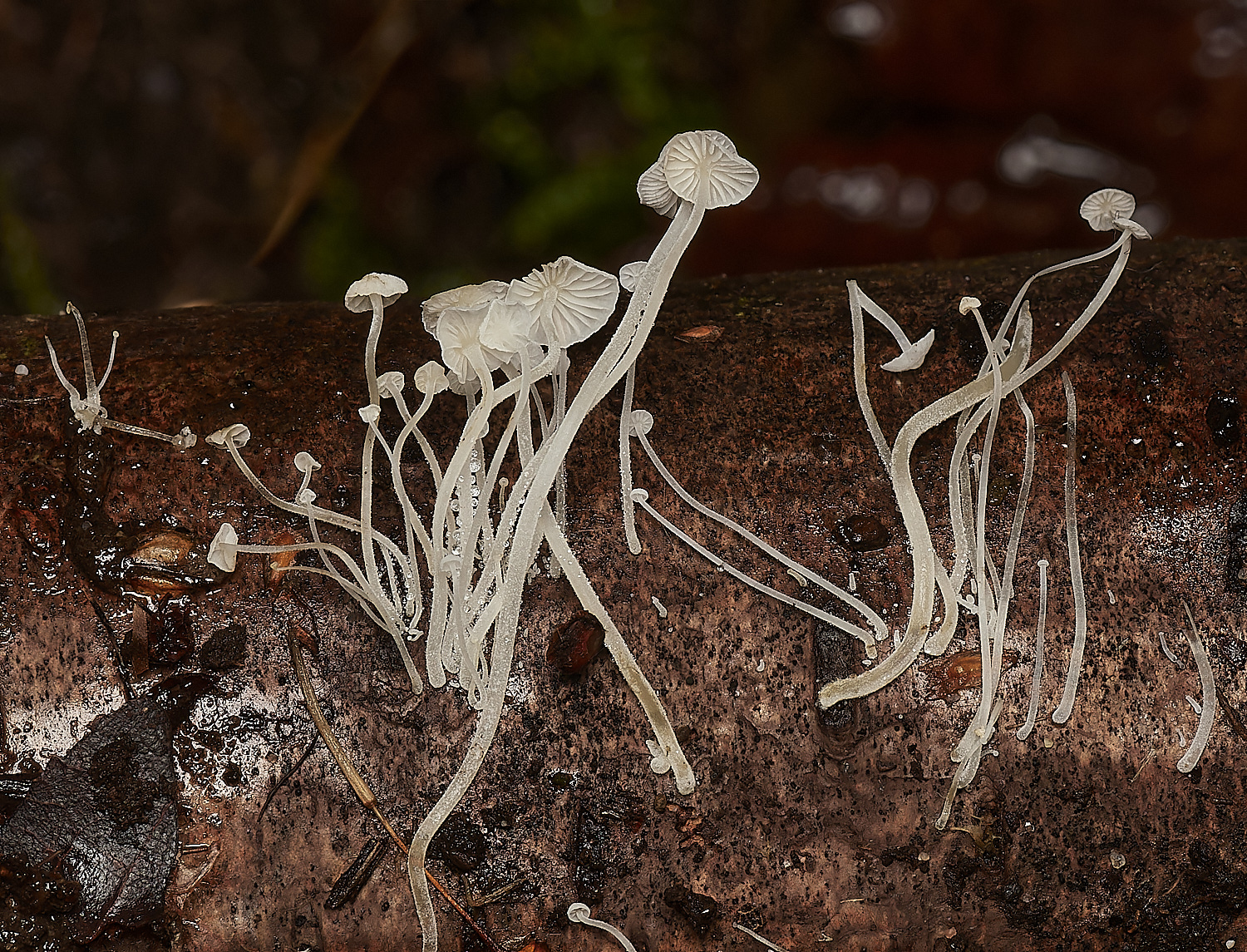 UpgateCommonDewdropBonnet61223-1-NEF_DxO_DeepPRIMEXD