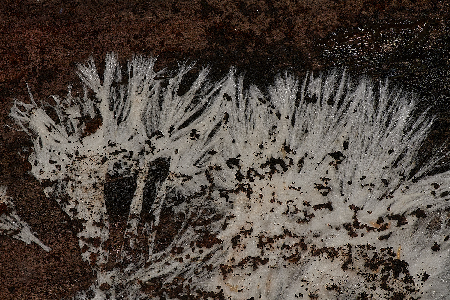 UpgateCommonHyphae161223-1-NEF_DxO_DeepPRIMEXD