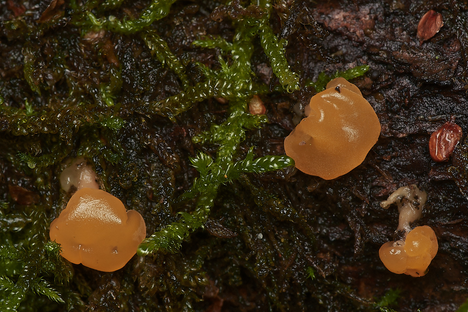 UpgateCommonJelly161223-1-NEF_DxO_DeepPRIMEXD