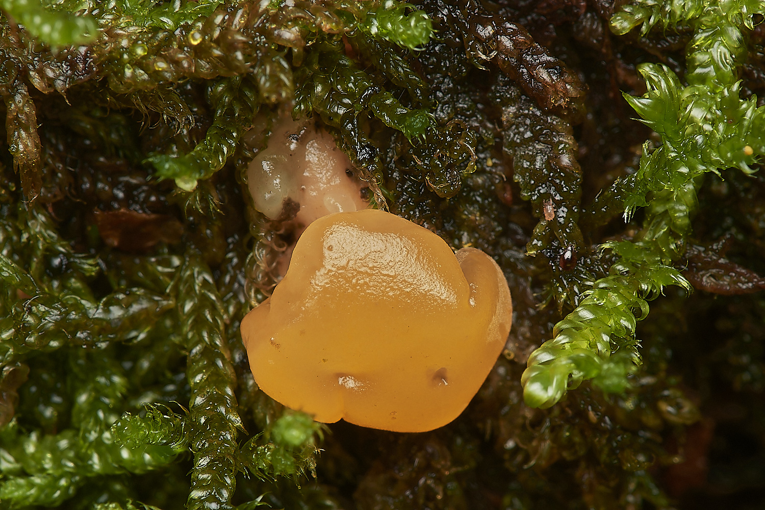 UpgateCommonJelly161223-2-NEF_DxO_DeepPRIMEXD