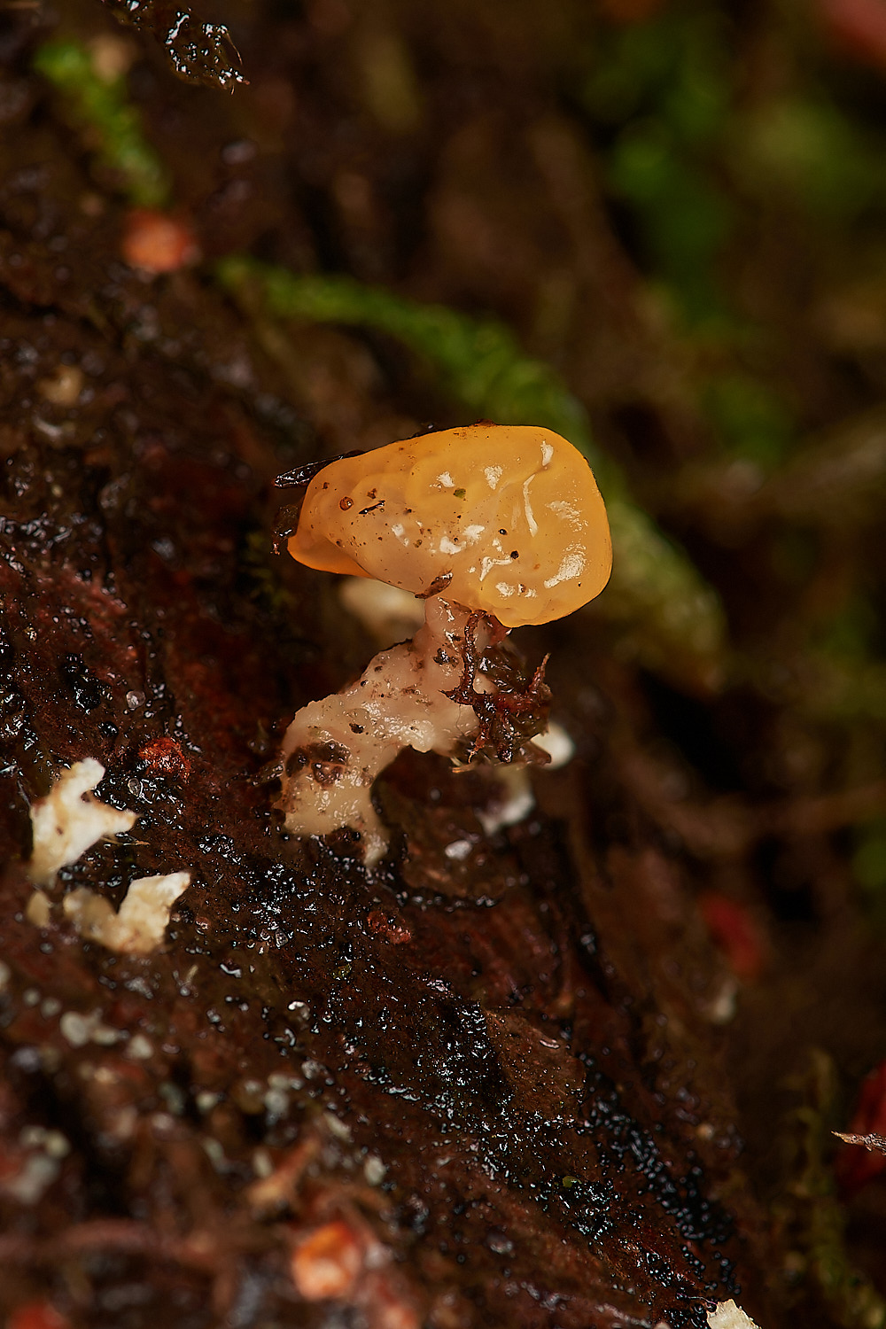 UpgateCommonJelly161223-3-NEF_DxO_DeepPRIMEXD