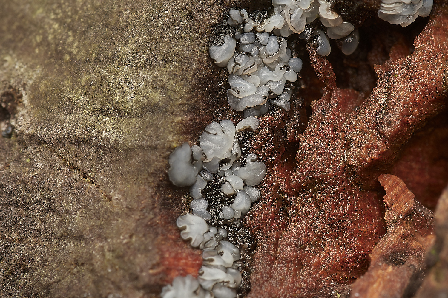 UpgateCommonMollisiaSp161223-1-NEF_DxO_DeepPRIMEXD