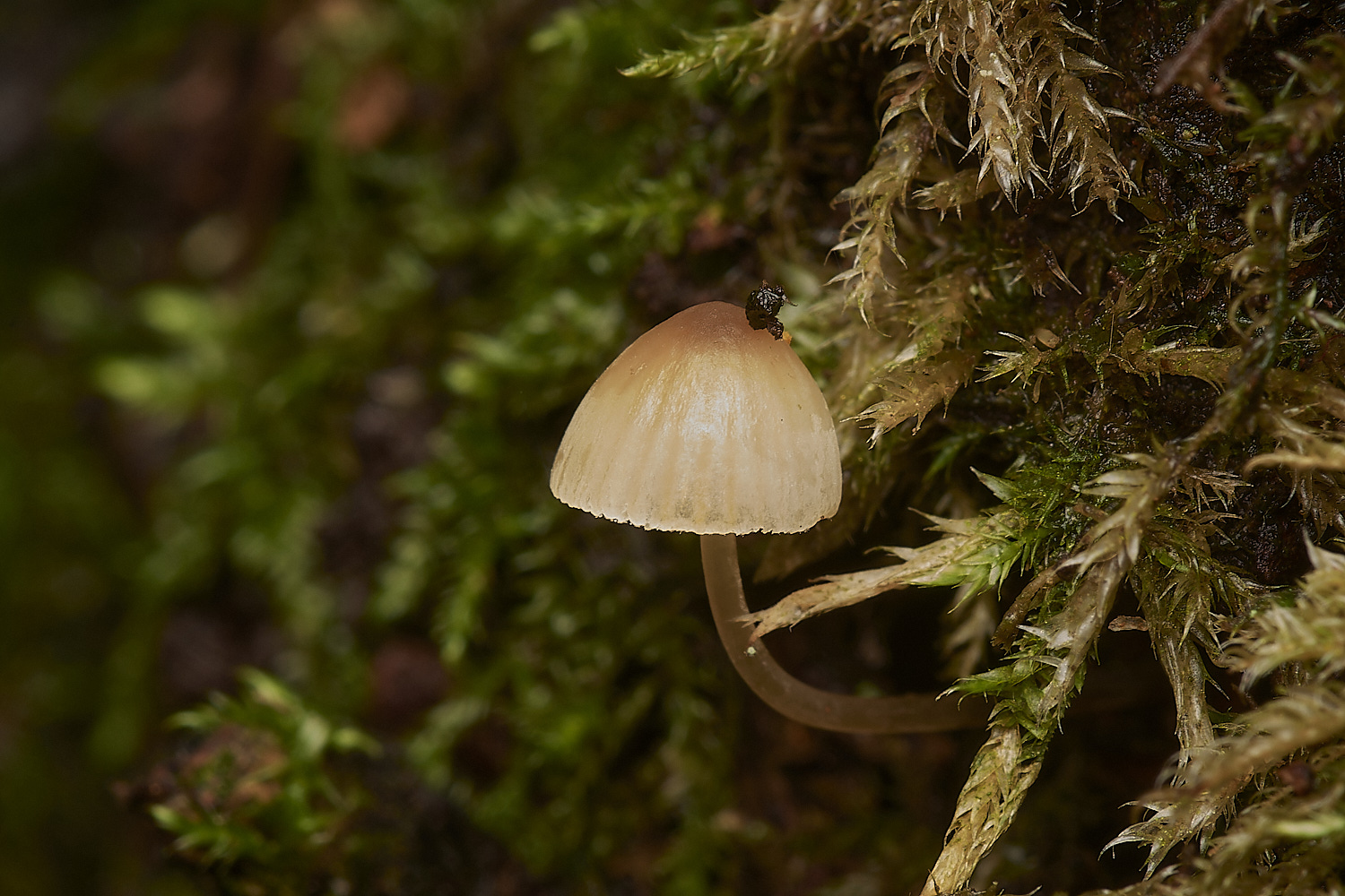 UpgateCommonMycena161223-1-NEF_DxO_DeepPRIMEXD