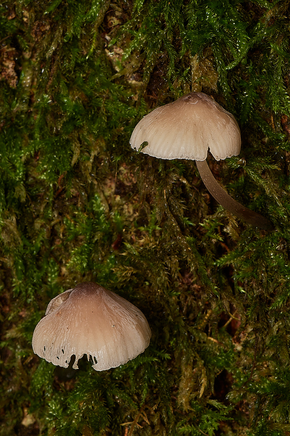 UpgateCommonMycena2161223-1-NEF_DxO_DeepPRIMEXD