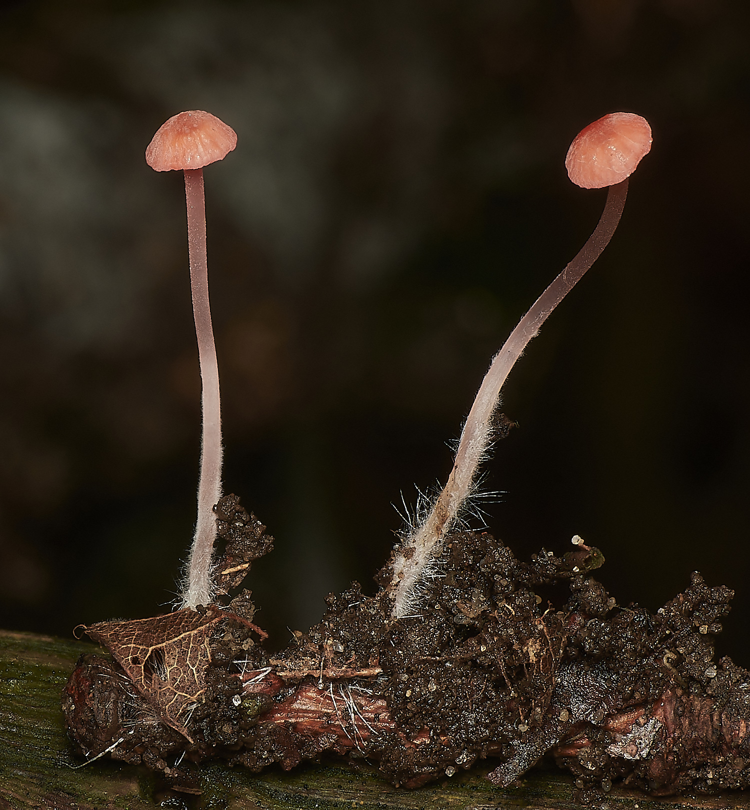 UpgateCommonMycenaadonis161223-2-NEF_DxO_DeepPRIMEXD