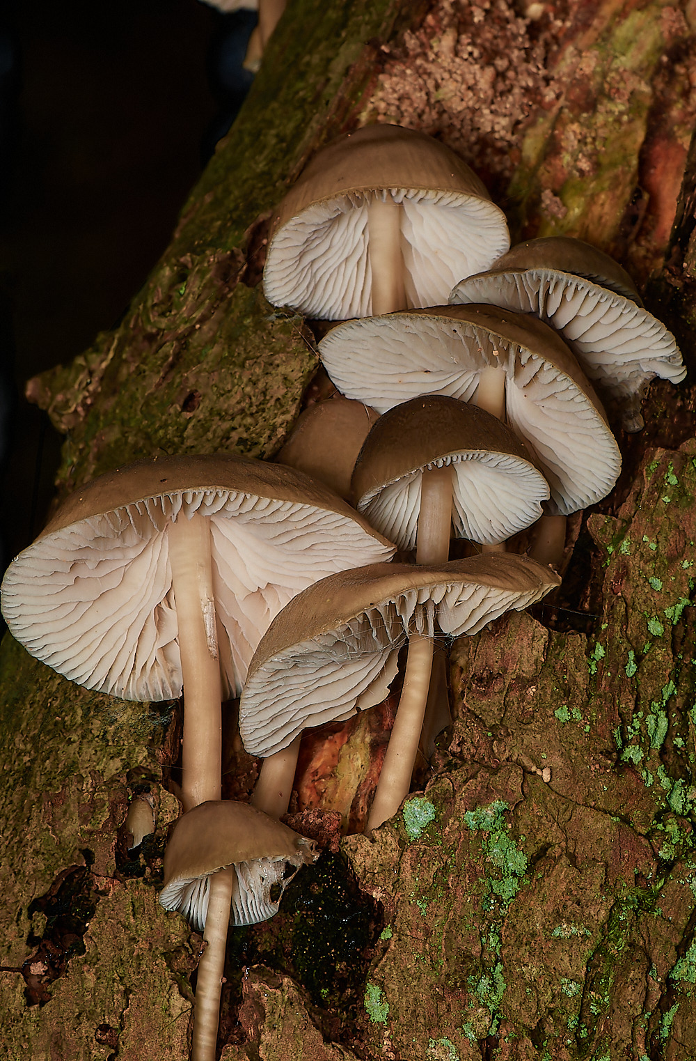 UpgateCommonMycenagalericulata161223-1-NEF_DxO_DeepPRIMEXD