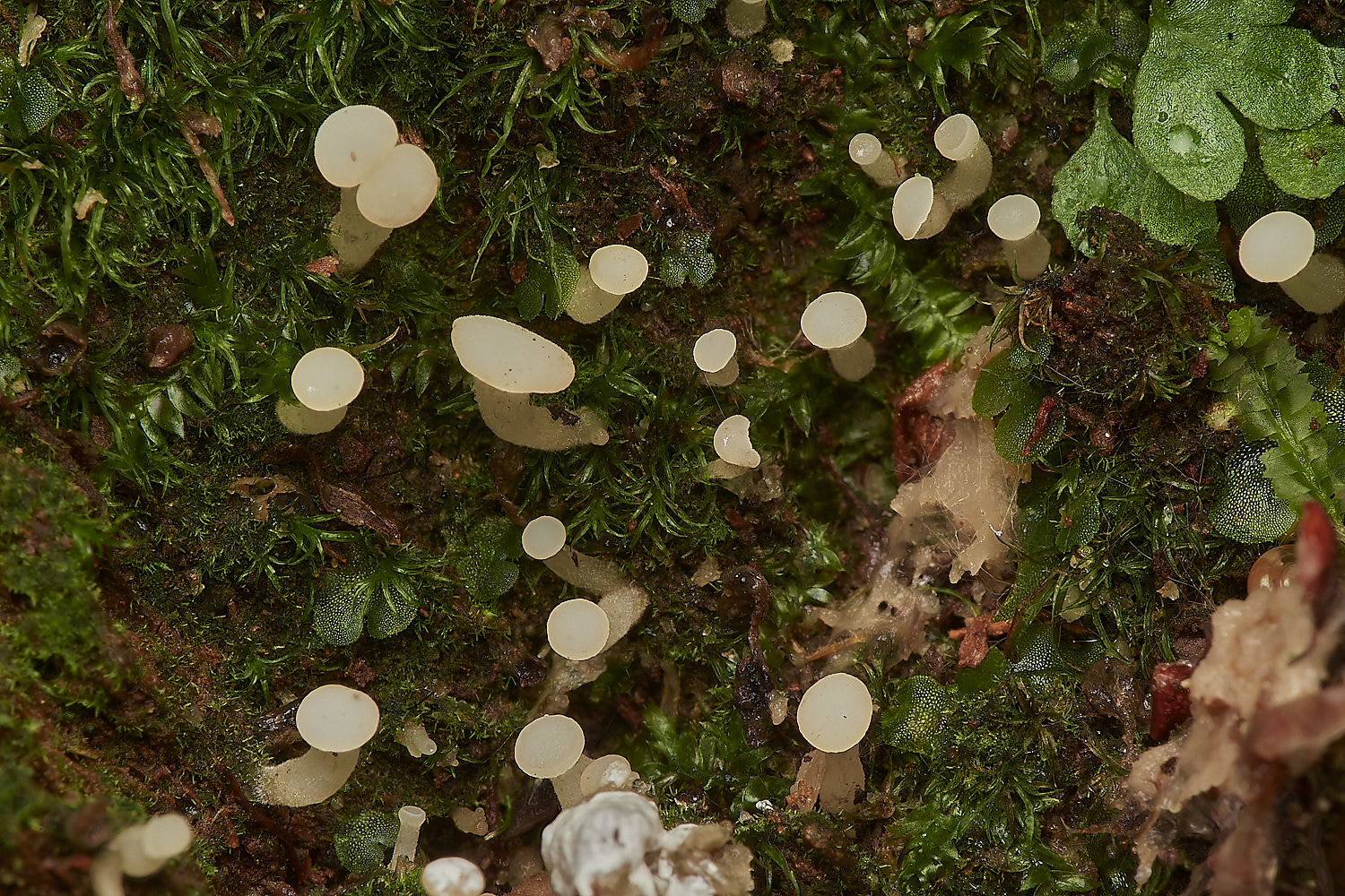 UpgateCommonOakPin161223-1-NEF_DxO_DeepPRIMEXD