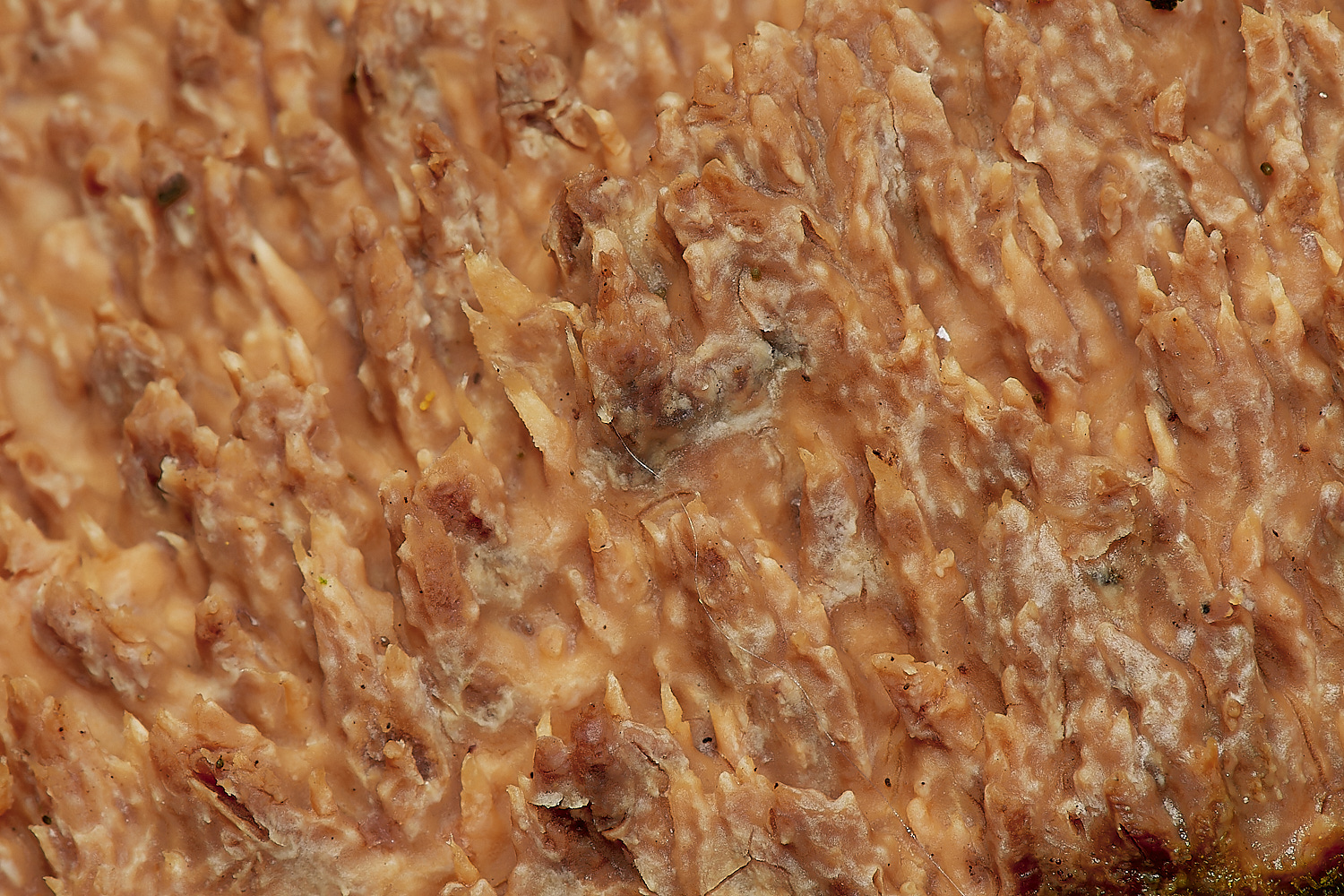 UpgateCommonOakToothCrust161223-1-NEF_DxO_DeepPRIMEXD