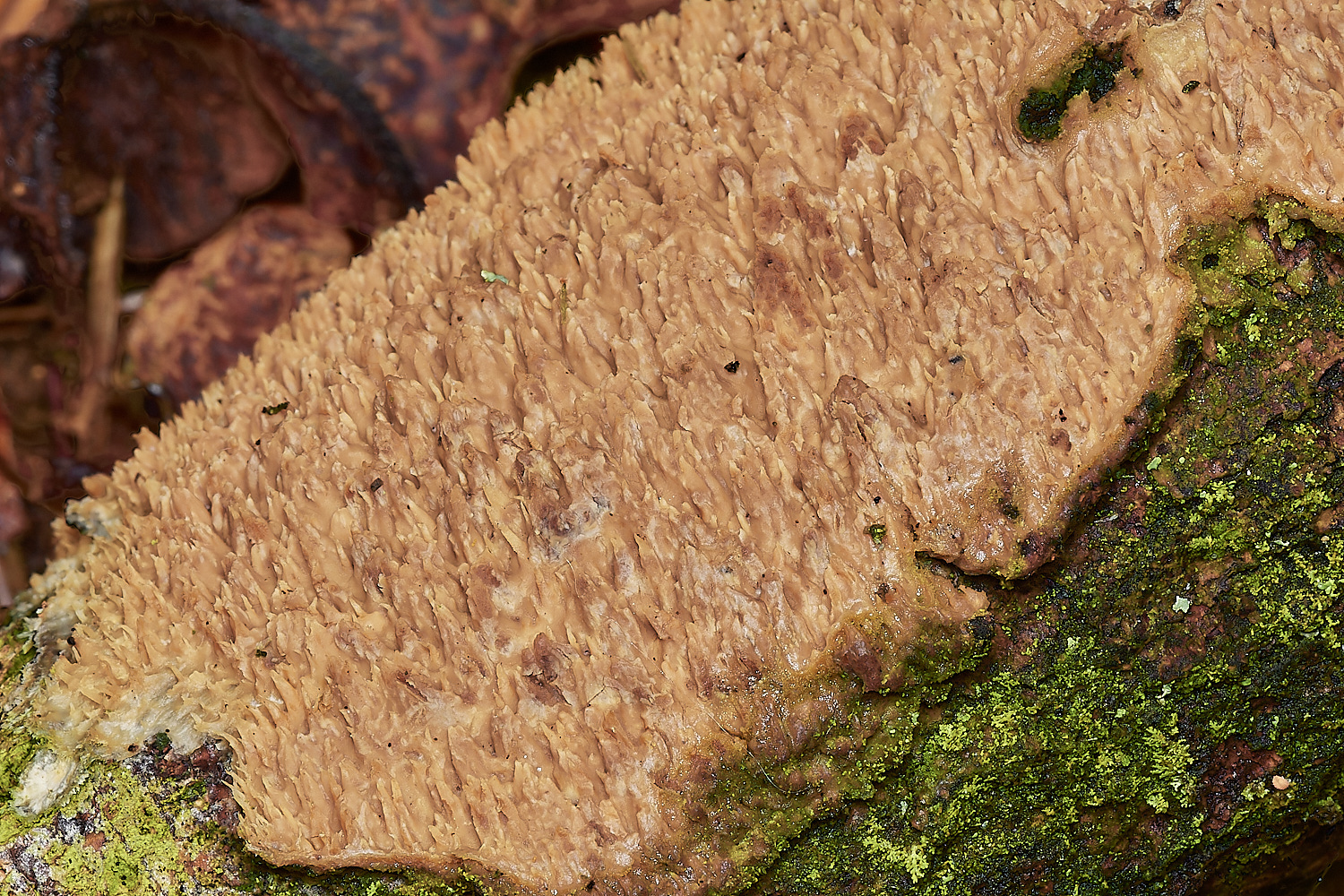 UpgateCommonOakToothCrust161223-2-NEF_DxO_DeepPRIMEXD