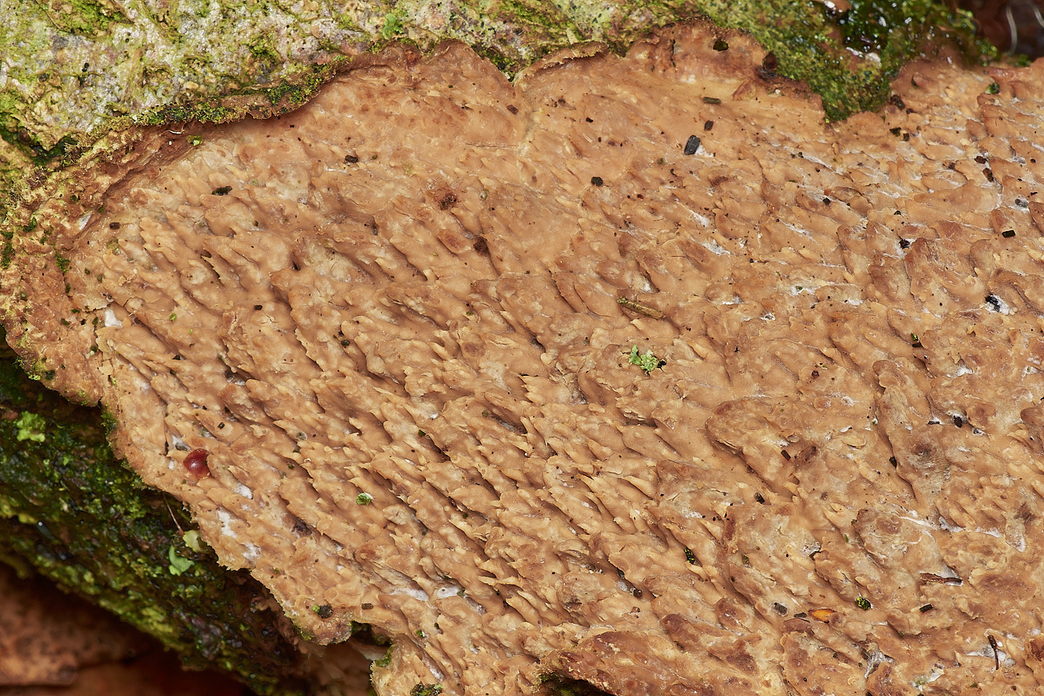 UpgateCommonOakToothCrust161223-3-NEF_DxO_DeepPRIMEXD