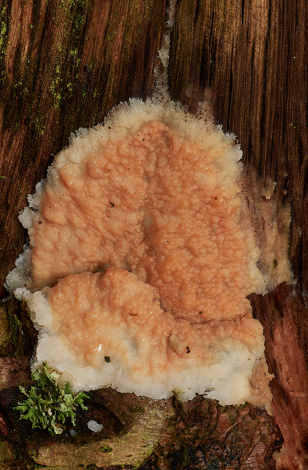 UpgateCommonPhlbia?161223-1-NEF_DxO_DeepPRIMEXD