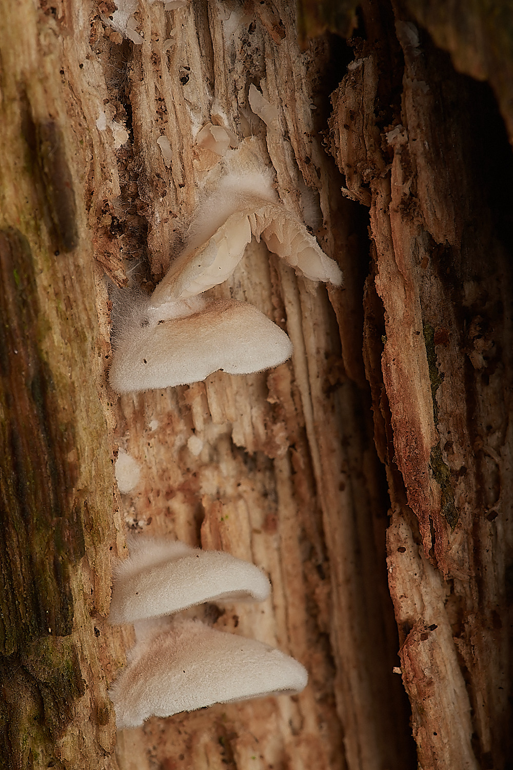 UpgateCommonPluteus161223-1-NEF_DxO_DeepPRIMEXD