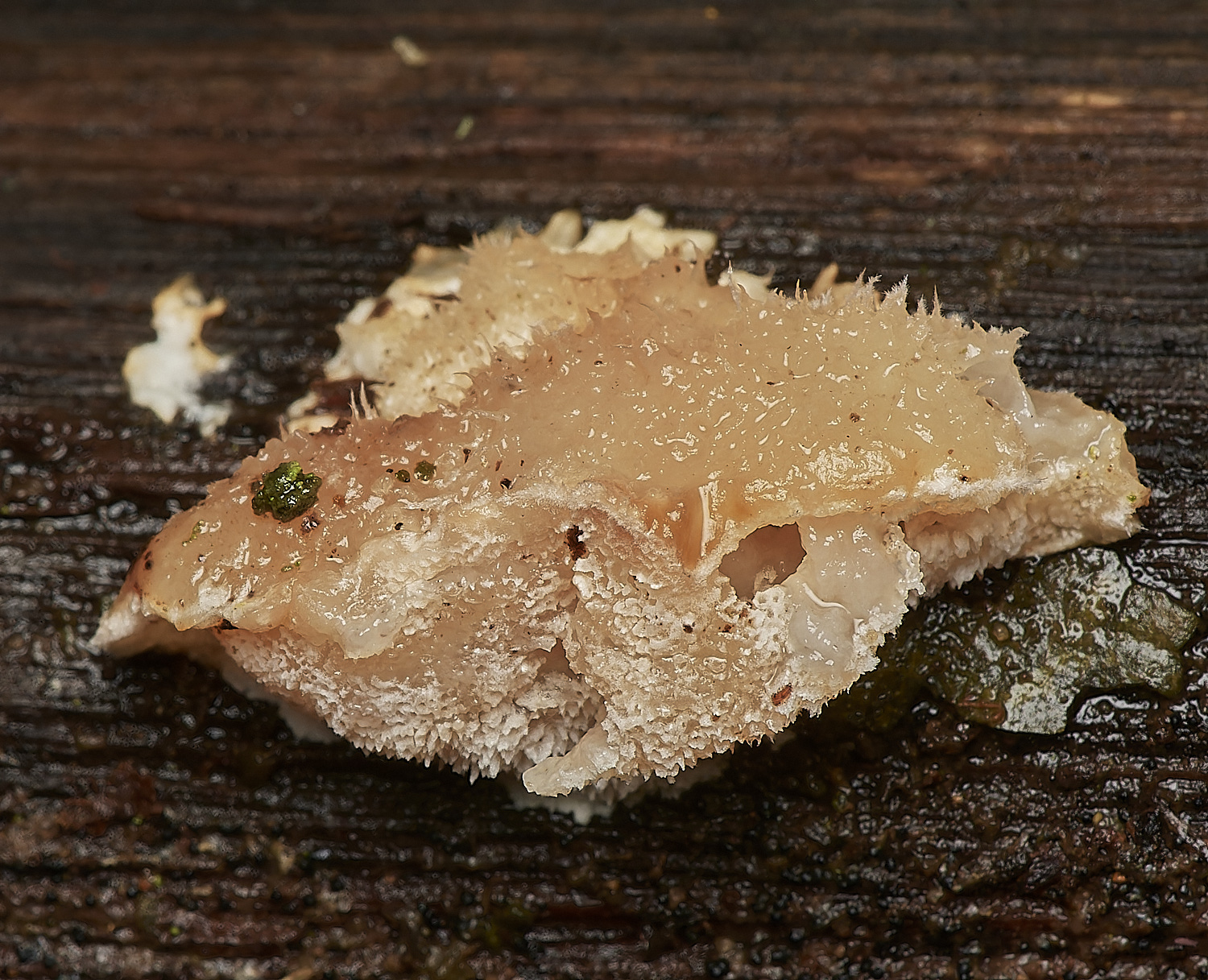 UpgateCommonPowderPuffBracket161223-1-NEF_DxO_DeepPRIMEXD