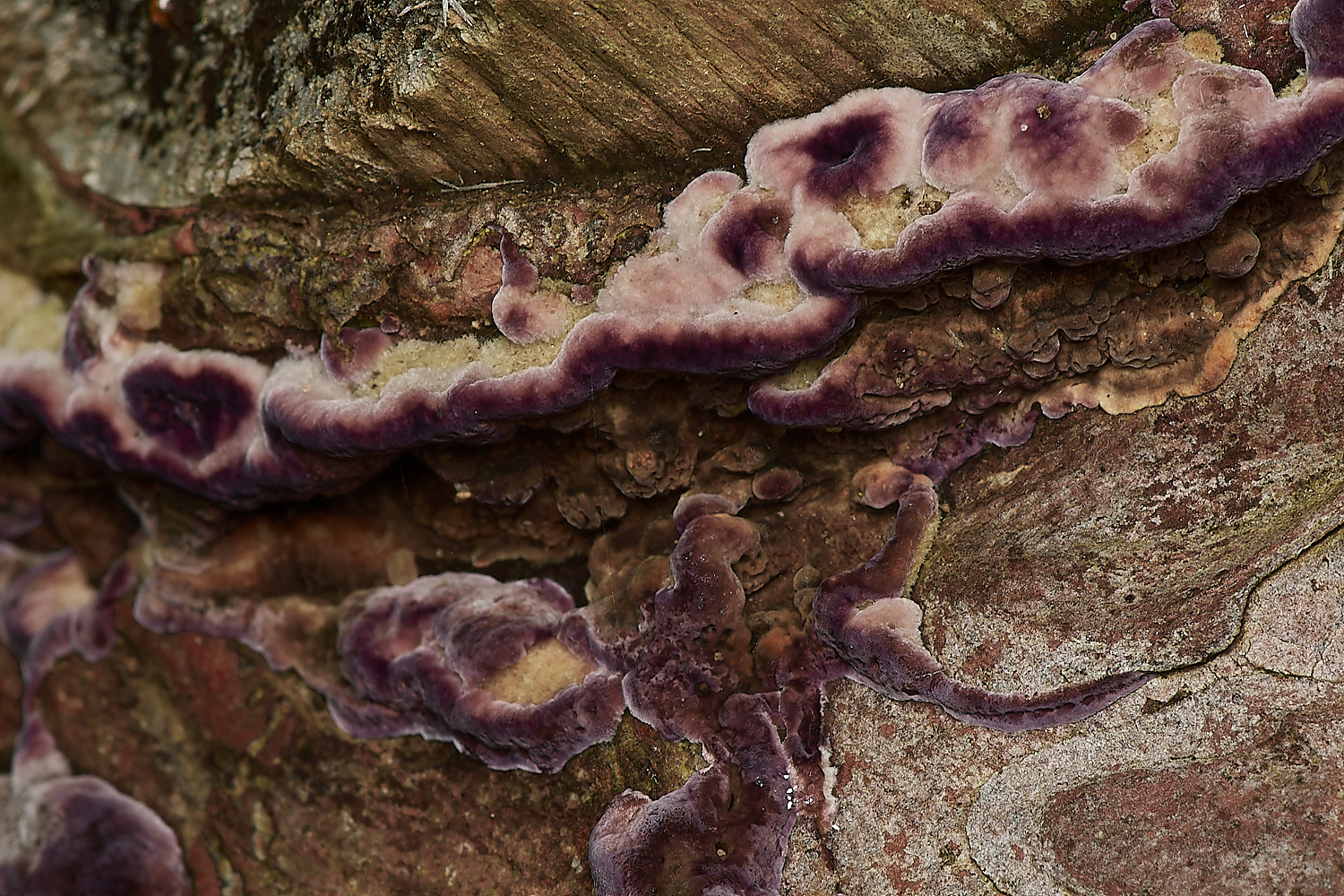 UpgateCommonPurplePore161223-1-NEF_DxO_DeepPRIMEXD