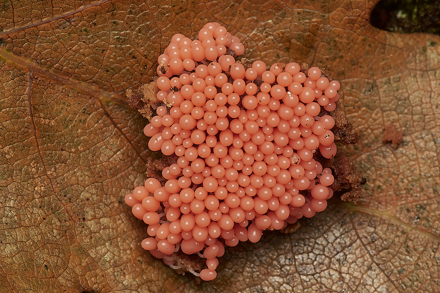 UpgateCommonRaspberrySlimeMold161223-1-NEF_DxO_DeepPRIMEXD