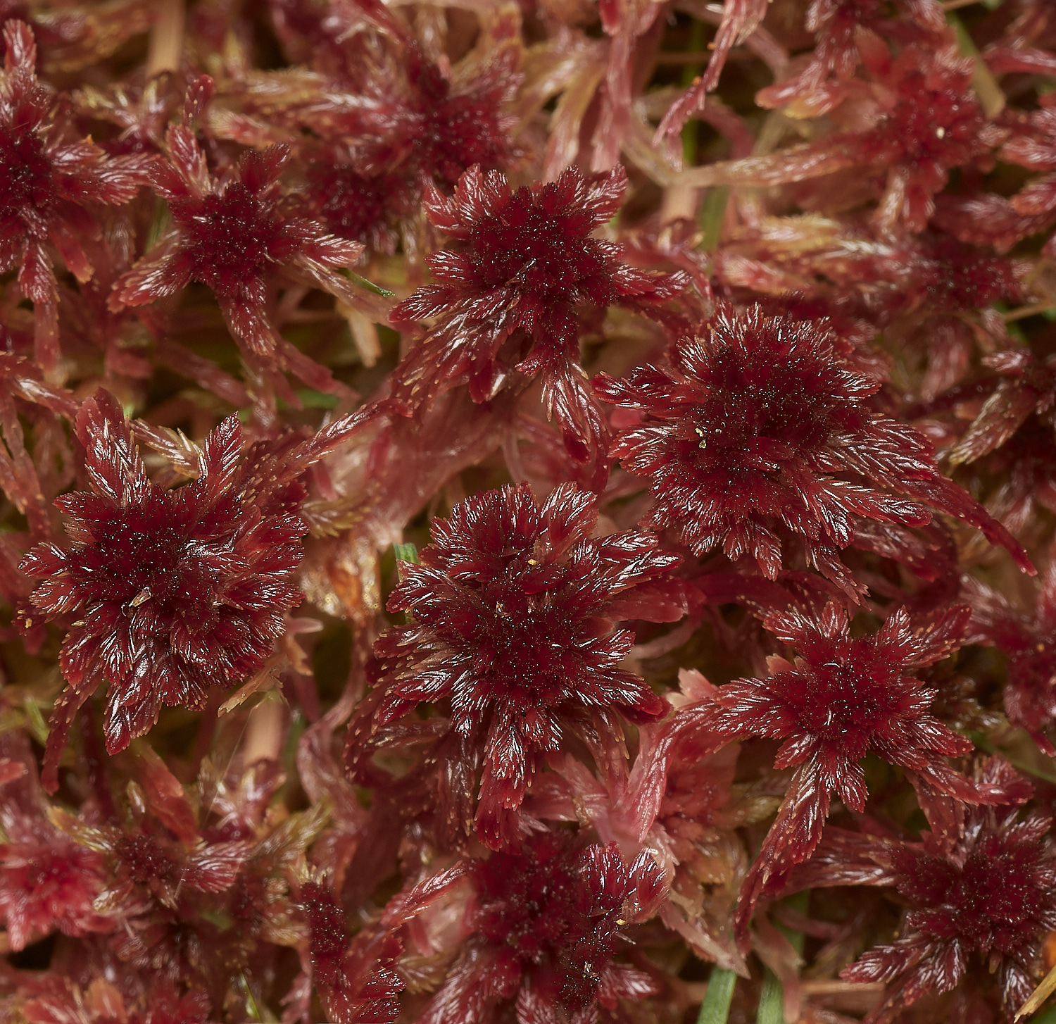 UpgateCommonRedBogMoss161223-1-NEF_DxO_DeepPRIMEXD