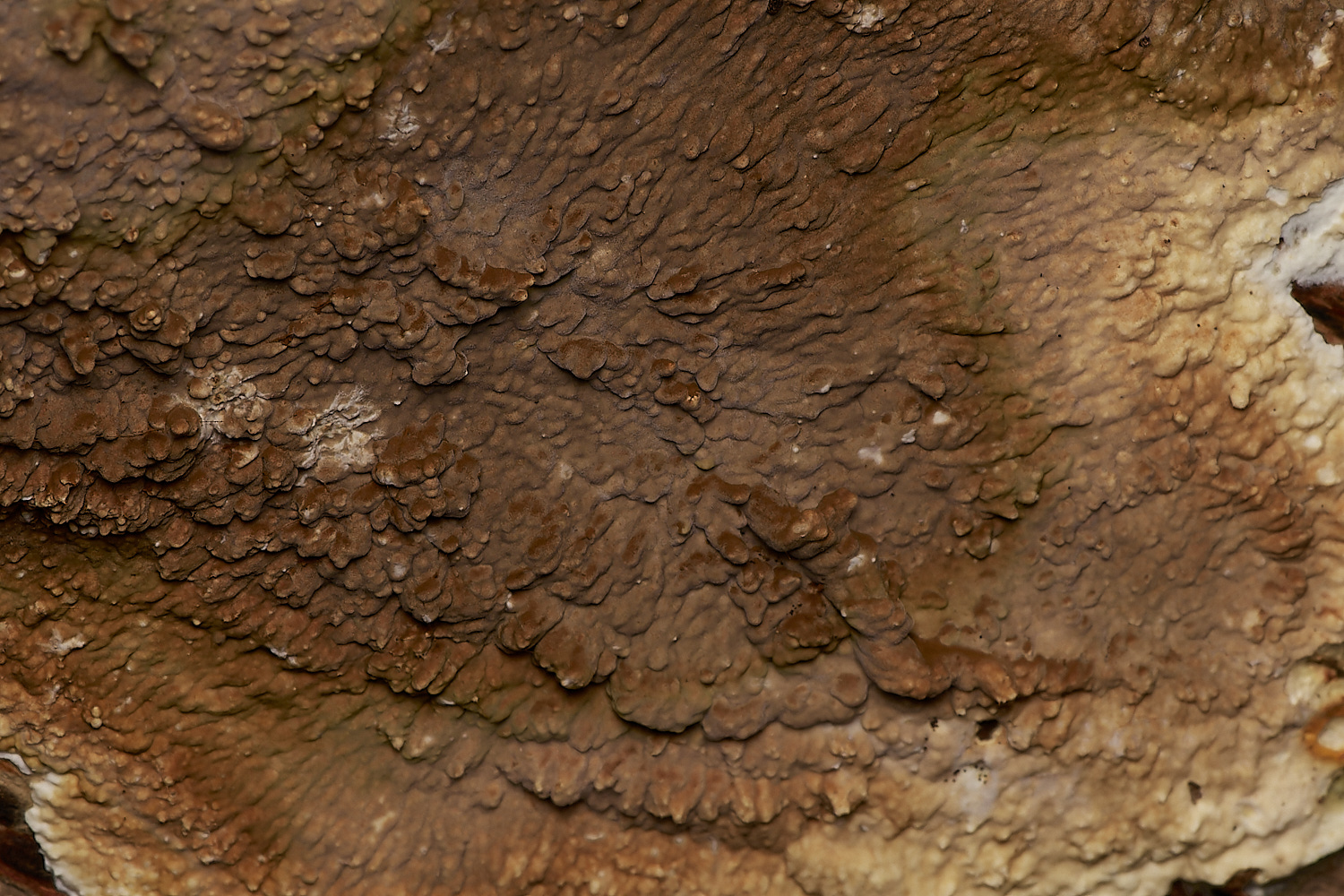 UpgateCommonRot161223-1-NEF_DxO_DeepPRIMEXD