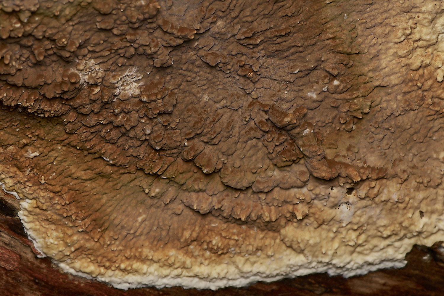 UpgateCommonRot161223-2-NEF_DxO_DeepPRIMEXD