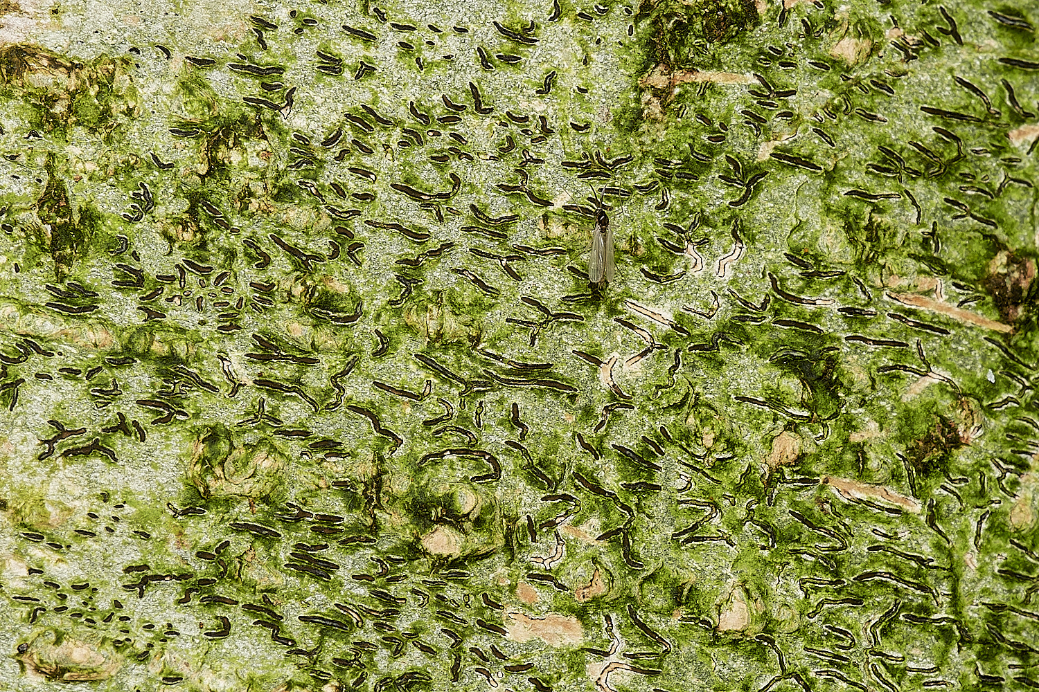 UpgateCommonScriptLoichen161223-1-NEF_DxO_DeepPRIMEXD