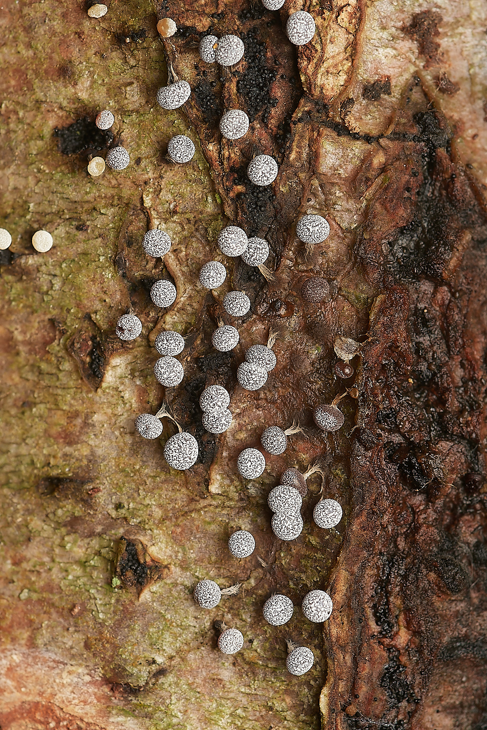 UpgateCommonSlimeMold161223-1-NEF_DxO_DeepPRIMEXD