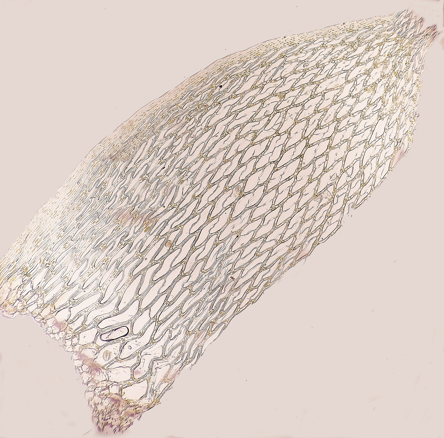 UpgateCommonSsubnitens161223-1 2