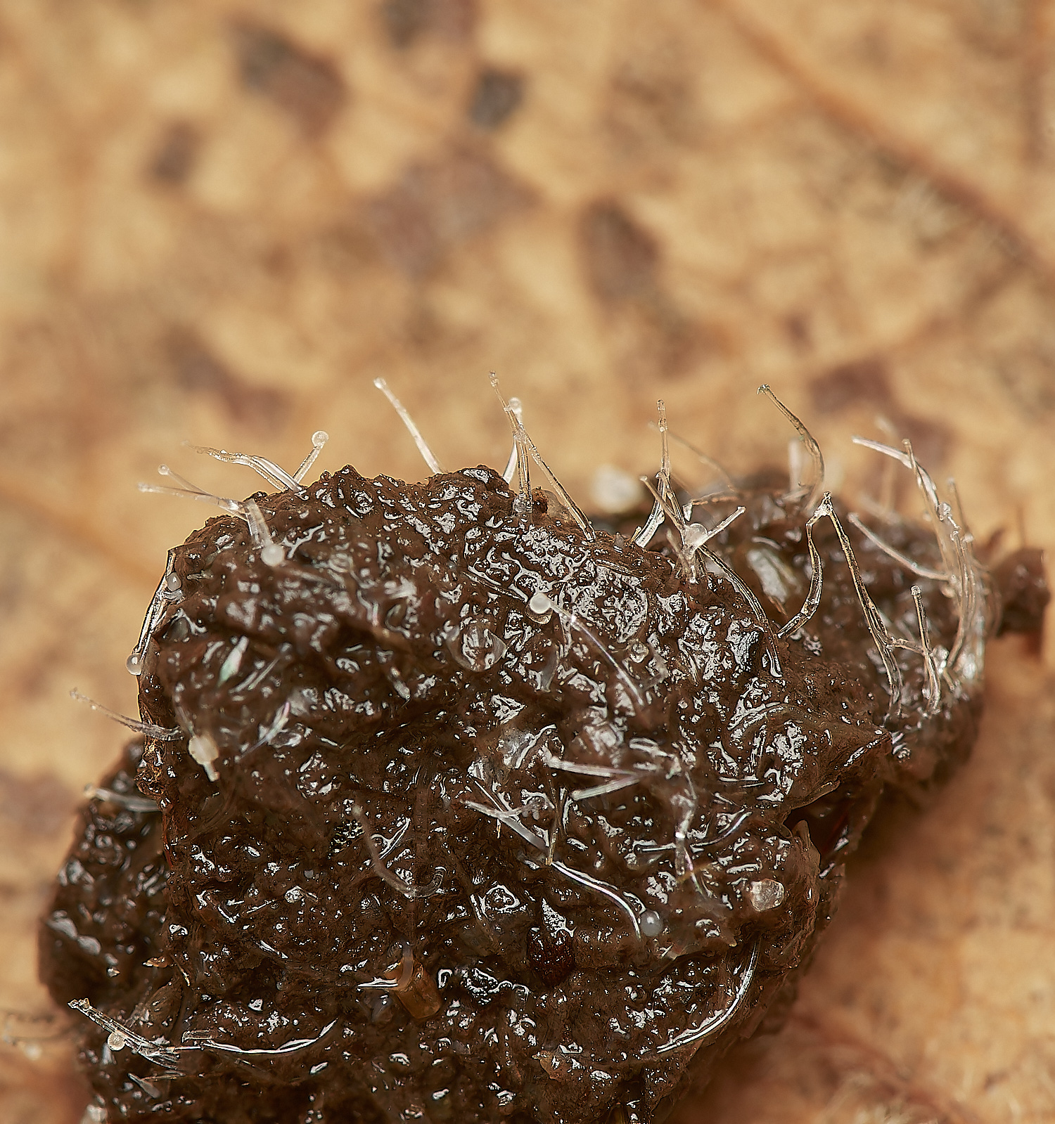 UpgateCommonThreads161223-1-NEF_DxO_DeepPRIMEXD 1