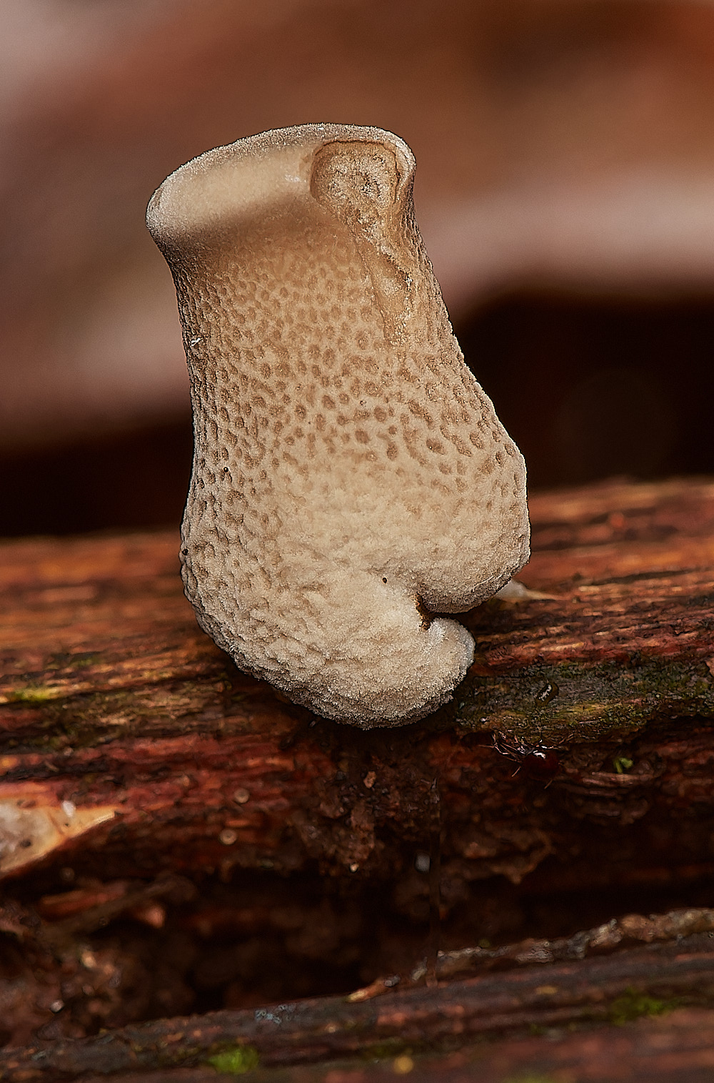 UpgateCommonWinterPolypore161223-1-NEF_DxO_DeepPRIMEXD
