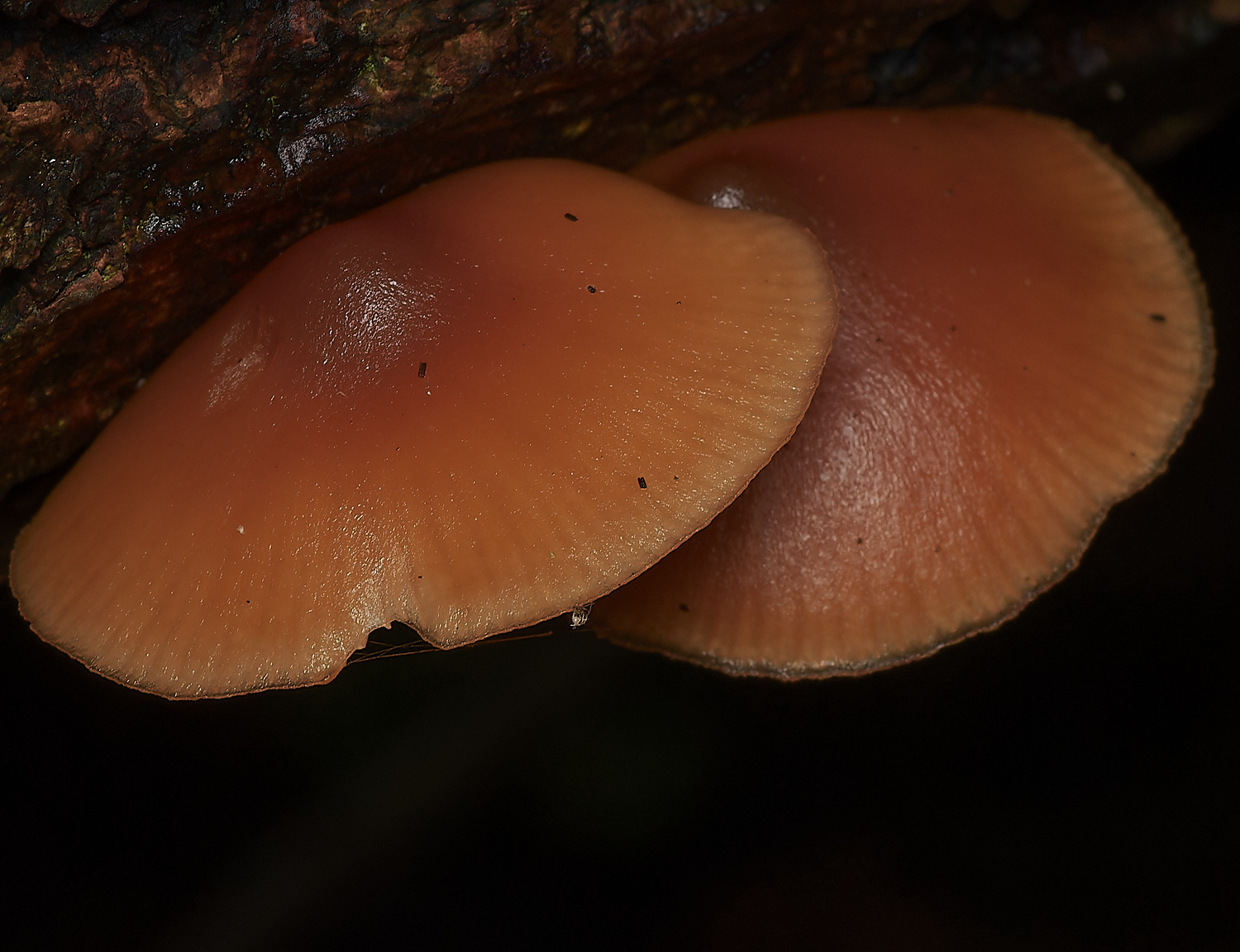 UpgateVelvetShank161223-1-NEF_DxO_DeepPRIMEXD